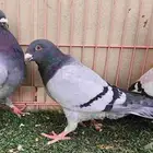 حمام جاينت