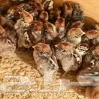 يتوفر صوص دجاج بلدي فيومي شبابي