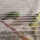 جوز دره هندي