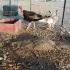 دجاج رومي العدد ثلاث دجاج وديك