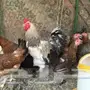 دجاج بلدي 