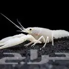 استكوزا ابيض