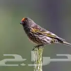 رد بوينت ردفرنتد البسبوس