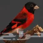 ذكر سسكن احمر تغريد (تم البيع)