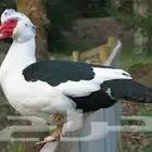 بح مسكوفي