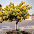 شجرة اكاسيا جلوكا 3 متر