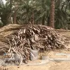 سعف جريد نخل