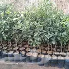 برتقال فلنسيا (صيفي )