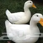 بيض بط بكيني