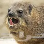 مطلوووب وبررره اليفه