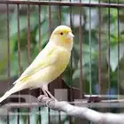 مطلوب ذكر كناري منتج احد يتواصل معي خاص