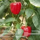 فلفل كالفورنيا الاحمر الصغير الحلو