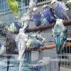 اجواز بادجي 17 جوز بادجي للبيع