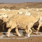 أضاحي - أغنام وابل المدينة وضواحيها