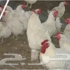 السلام عليكم أعرض لكم دجاج أمهات عمر سنة