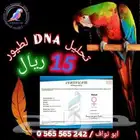 تحليل DNA و تفصيل حجول للطيور حجل اساور