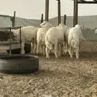 غنم للبيع