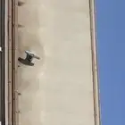 طربال هلكس  حائل