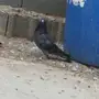 انثى خضرا معقده