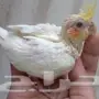 فرخ كروان اليف تاكيل يدوي 