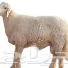 ذبائح للبيع الموقع. النماص - حلباء - بني عمرو
