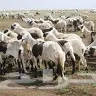 مطلوب مستورد اغنام من السودان
