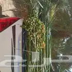 فسائل نخيل القصيم ممتازة