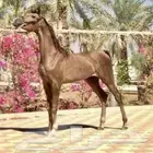 امهار او مهرات