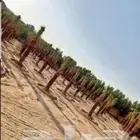 نحن عمال نخل قلع تكريب شذب تفريخ النخل شتل النخل