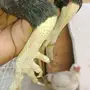 دجاج كوشامو قزم للبيع 