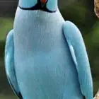 ذكر دره هولندي اليف متكلم