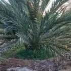 مزرعة للإجار السنوي
