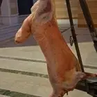 شوي خارجي مشويات