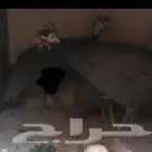 جوز دجاج حبشي البيع