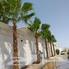 نخل واشنطن للبيع