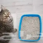 رمل قطط