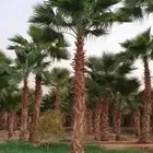 نخل وشنطونيا