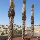 نخل عربي وشنطوني