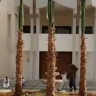 التعديل جميع أنواع النخيل والأشجار