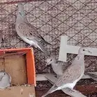 قميري للبيع معهم افرختهم