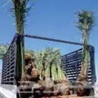 فسايل عجوه مجدول صفاوي وعنبره