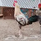 ديك
