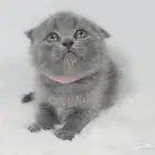 قطط كيتن سكوتش