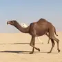 للبيع البكره الكفو الضغط الشعلا