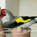 مطلوب حسون هملايا