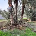 نقوم بصيانة في مجال النخيل تكريب .رش مبيدات .قلع وغرس الفساي