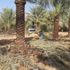 توريد النخل عربي وشنطني