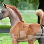 حلاق خيل في الرياض
