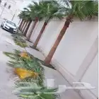 توريد النخيل وتركيب الشبوك