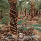 نقوم بتوريد انخيل الوشنطني والعربي مقسات حلوه وزراعتها في